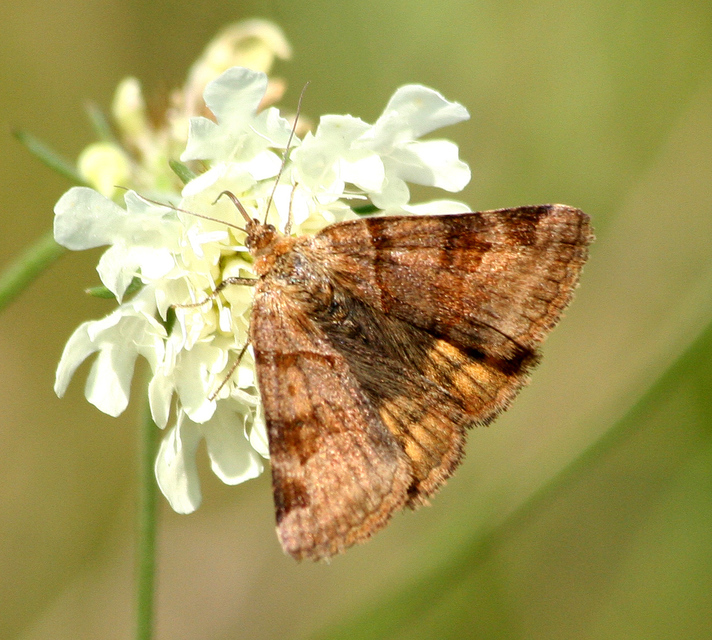 Euclidia glyphica - közönséges nappalibagoly