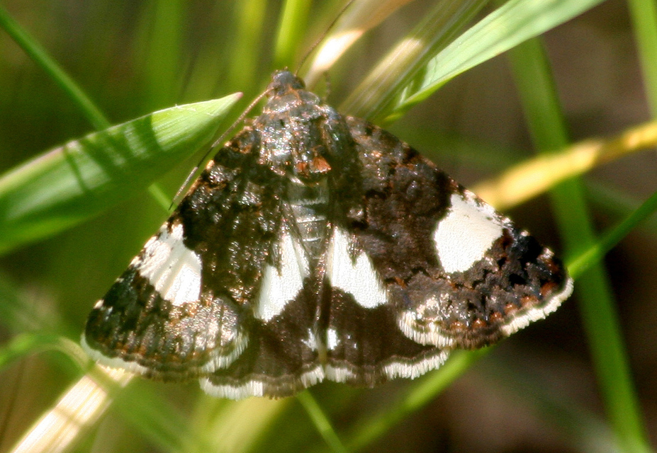 Tyta luctuosa - fekete nappalibagoly