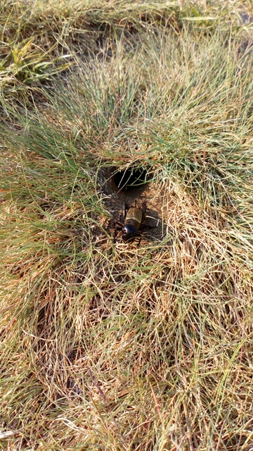 Gryllus campestris - mezei tücsök