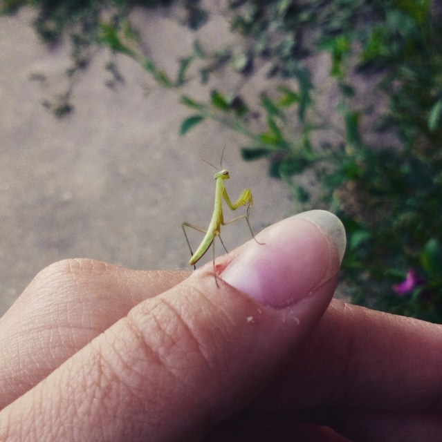 Mantis religiosa - imádkozósáska