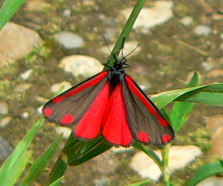Tyria jacobaeae - jakabfű-medvelepke