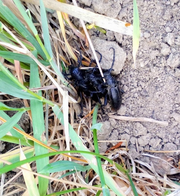 Dorcadion aethiops - fekete gyalogcincér