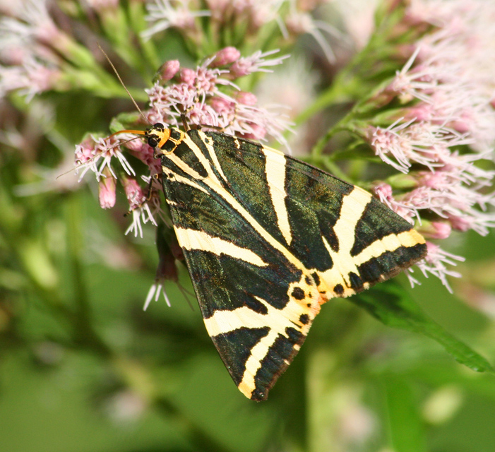 Euplagia quadripunctaria - csíkos medvelepke