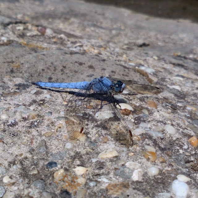 Orthetrum brunneum - pataki pásztorszitakötő