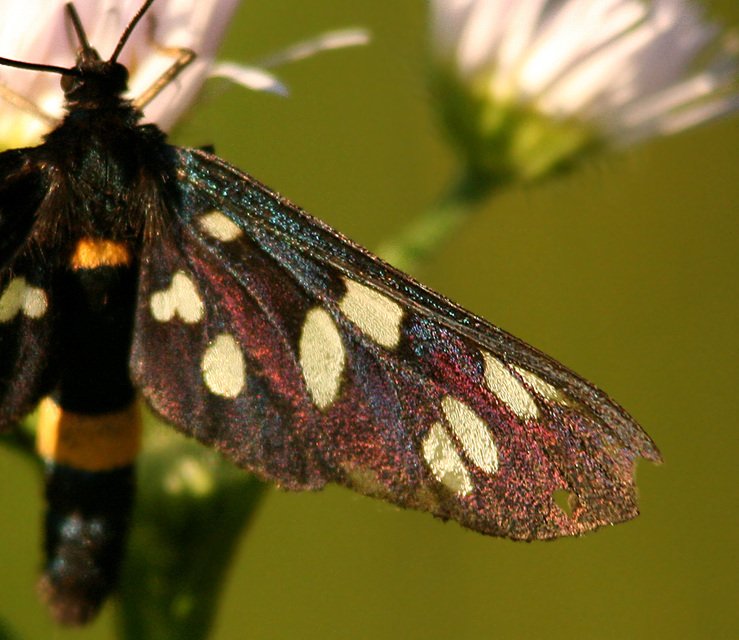 Amata phegea - fehérpettyes álcsüngőlepke