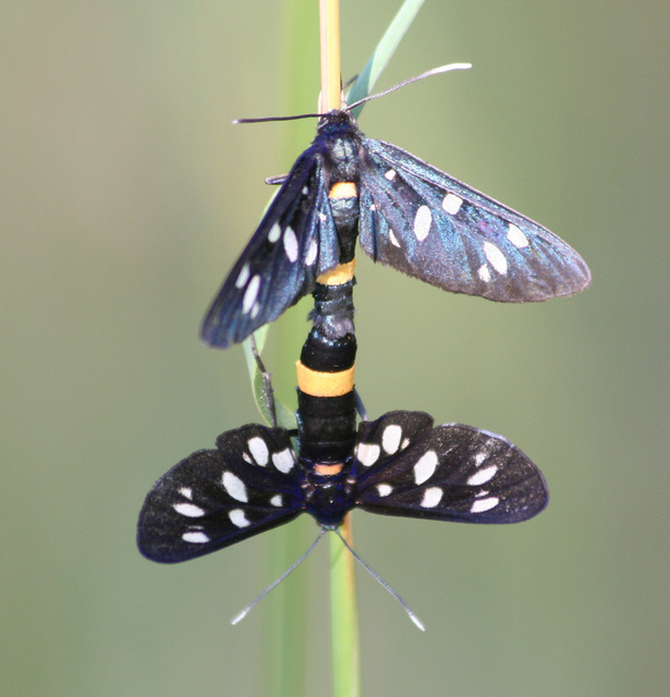 Amata phegea - fehérpettyes álcsüngőlepke