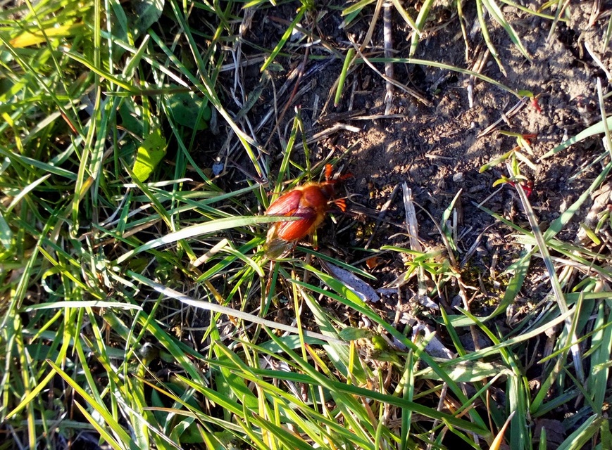 Holochelus aequinoctialis - tavaszeleji cserebogár