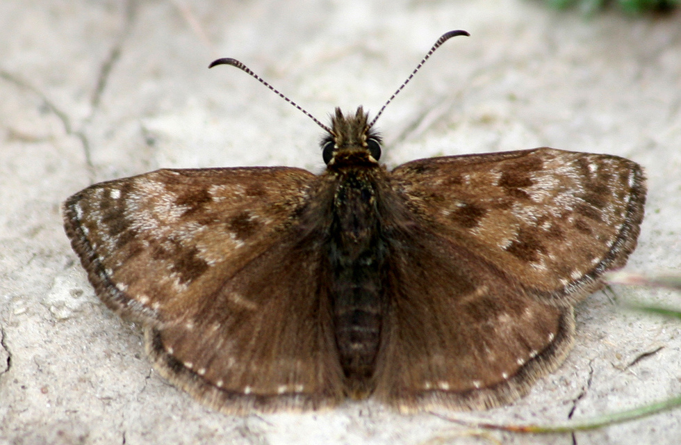 Erynnis tages - cigánylepke