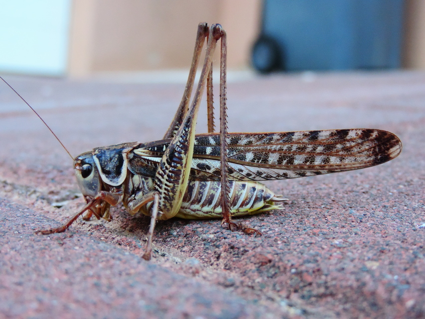 Decticus albifrons