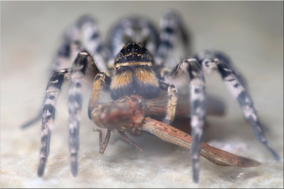 Lycosa singoriensis - szongáriai cselőpók