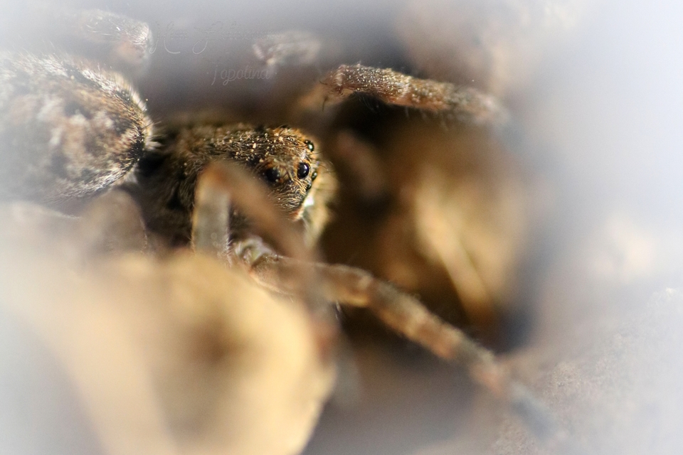Lycosa singoriensis - szongáriai cselőpók