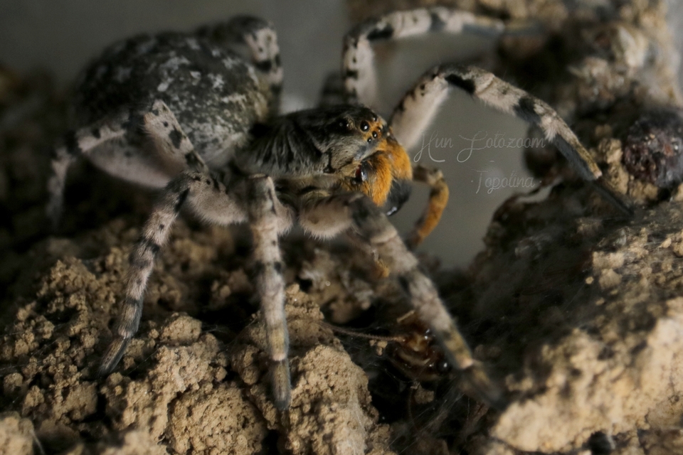 Lycosa singoriensis - szongáriai cselőpók