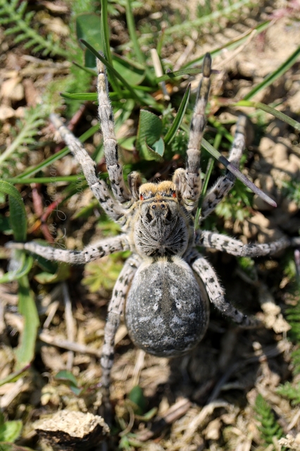Lycosa singoriensis - szongáriai cselőpók