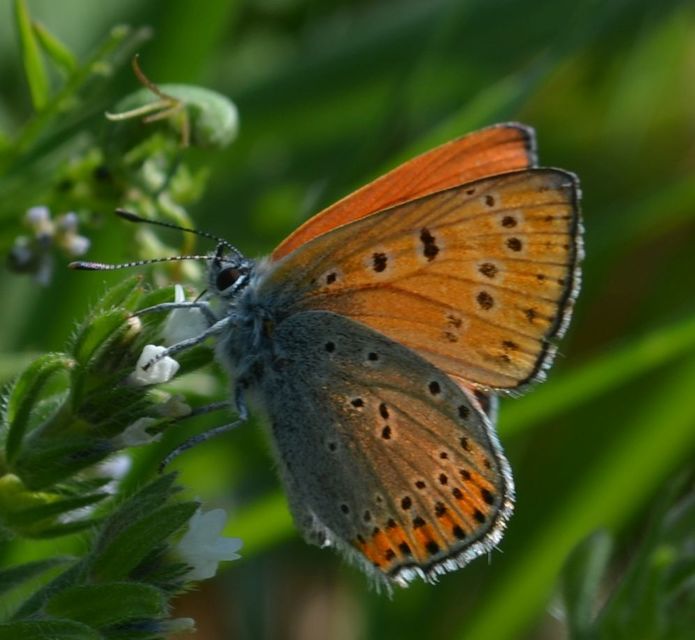 Lycaena thersamon - kis tűzlepke