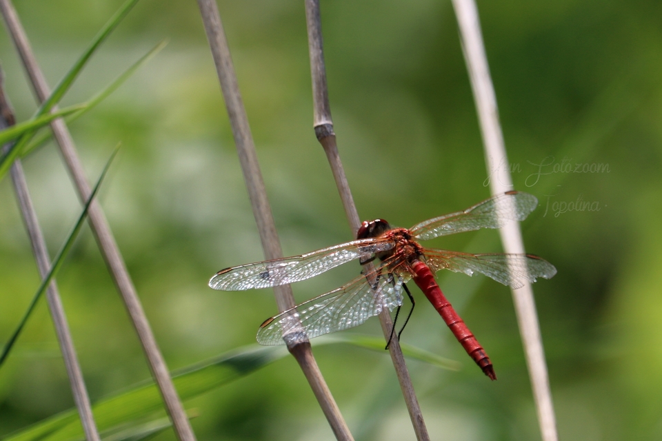 Sympetrum fonscolombii - vándor katona-szitakötő