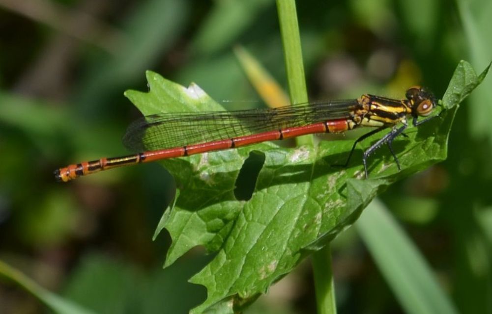 Pyrrhosoma nymphula interposita - vörös légivadász