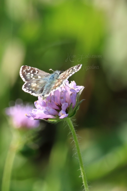 Pyrgus armoricanus - feles busalepke