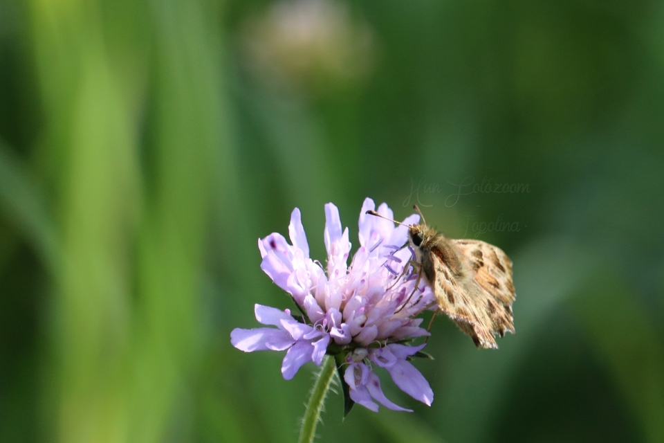 Carcharodus alceae - mályva-busalepke