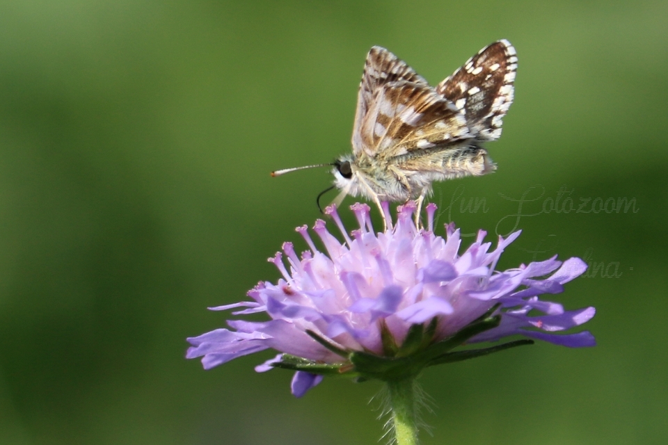 Pyrgus armoricanus - feles busalepke