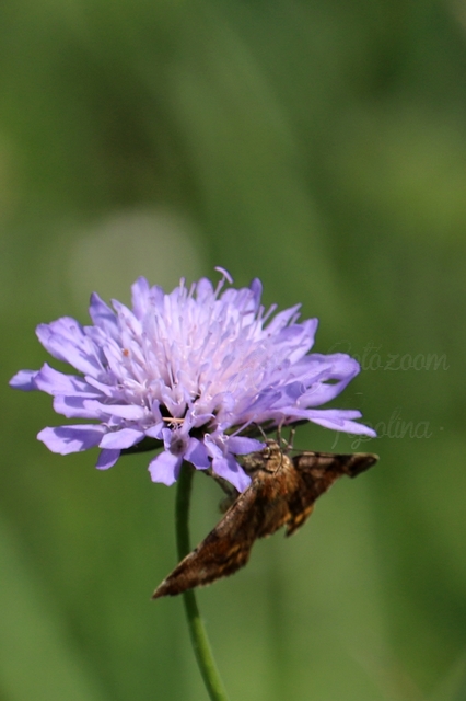 Euclidia glyphica - közönséges nappalibagoly