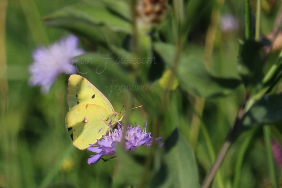 Colias erate - csángó-kéneslepke