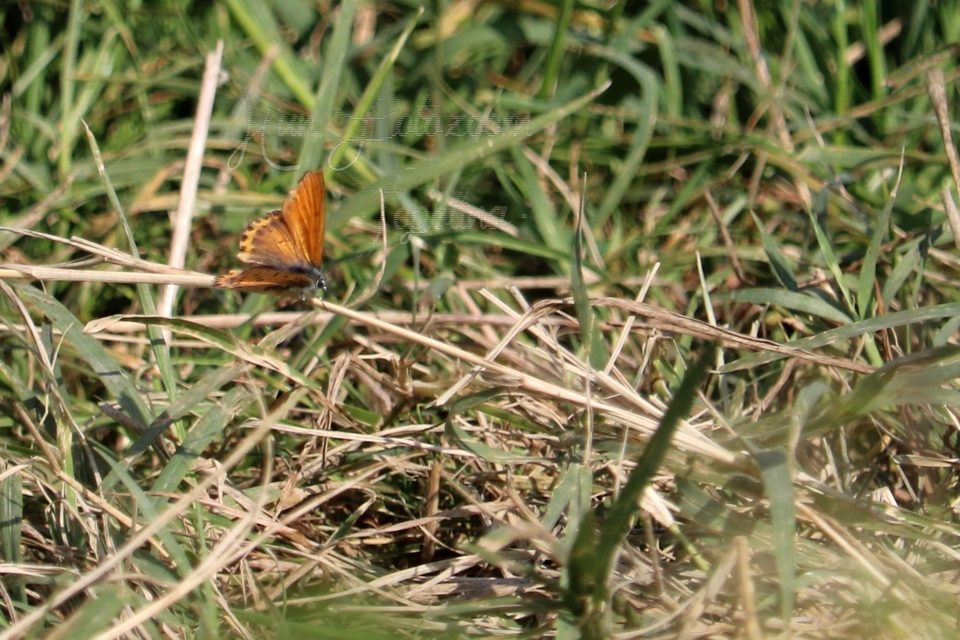 Lycaena thersamon - kis tűzlepke