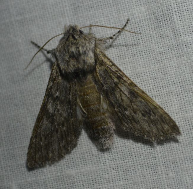 Dicranura ulmi - szilfa-púposszövő