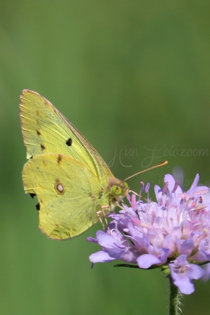 Colias erate - csángó-kéneslepke