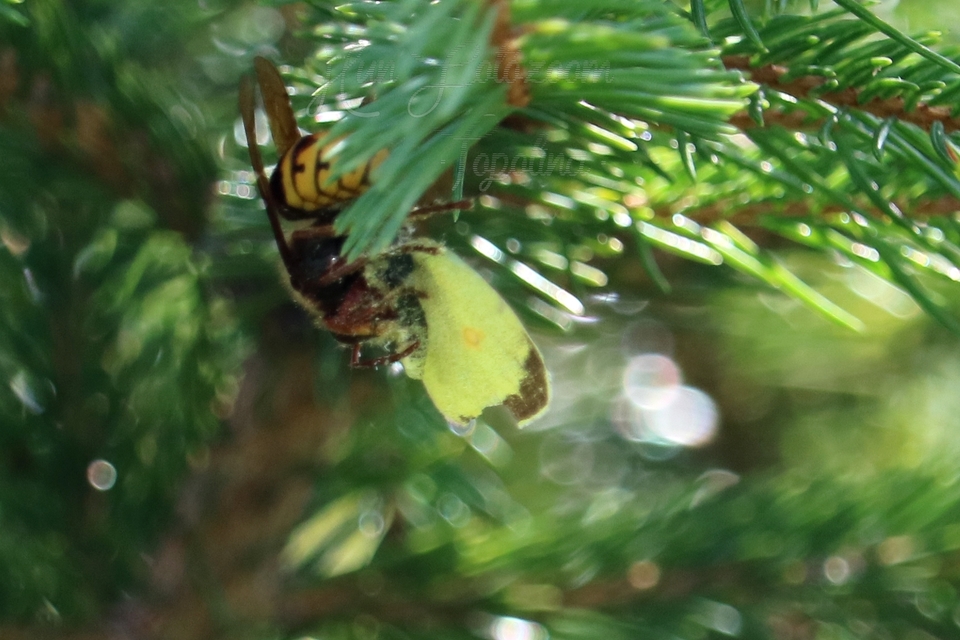 Vespa crabro - lódarázs
