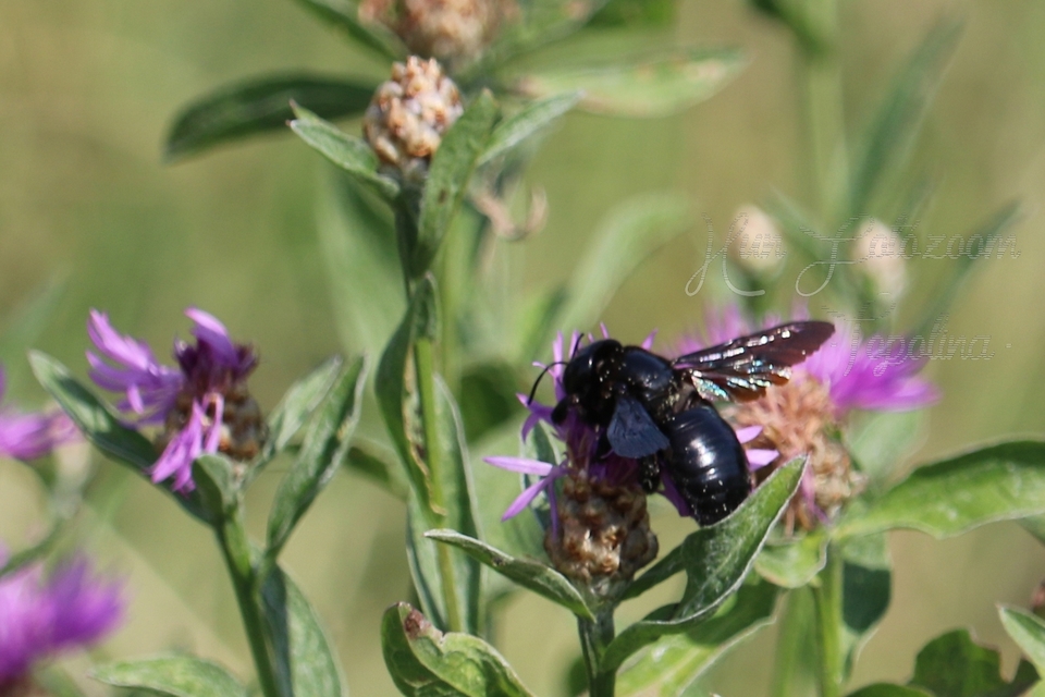 Xylocopa valga - gyakori fadongó