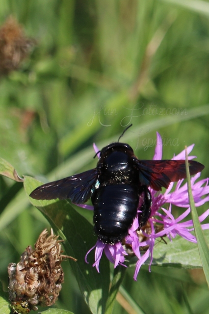 Xylocopa