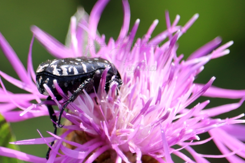 Oxythyrea funesta - sokpettyes virágbogár