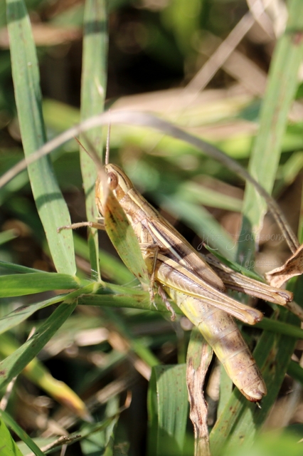 Euchorthippus declivus - rövidszárnyú rétisáska