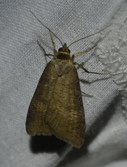 Lygephila procax - fekete csüdfűbagoly