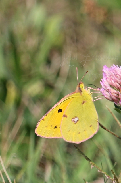 Colias croceus - sáfránylepke