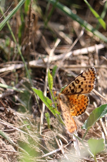 Melitaea didyma - tüzes tarkalepke