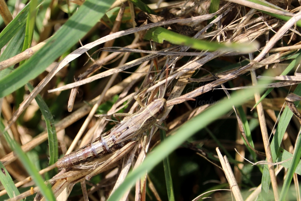 Pseudochorthippus parallelus - közönséges rétisáska