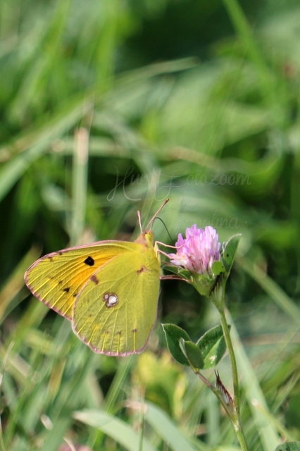 Colias croceus - sáfránylepke