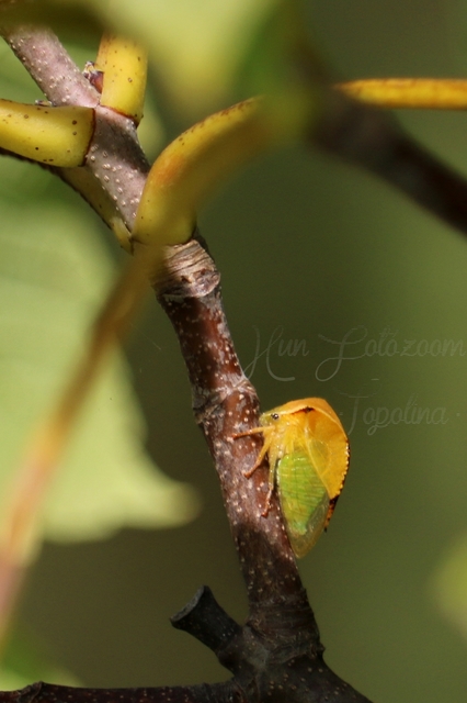 Stictocephala bisonia - bivalykabóca