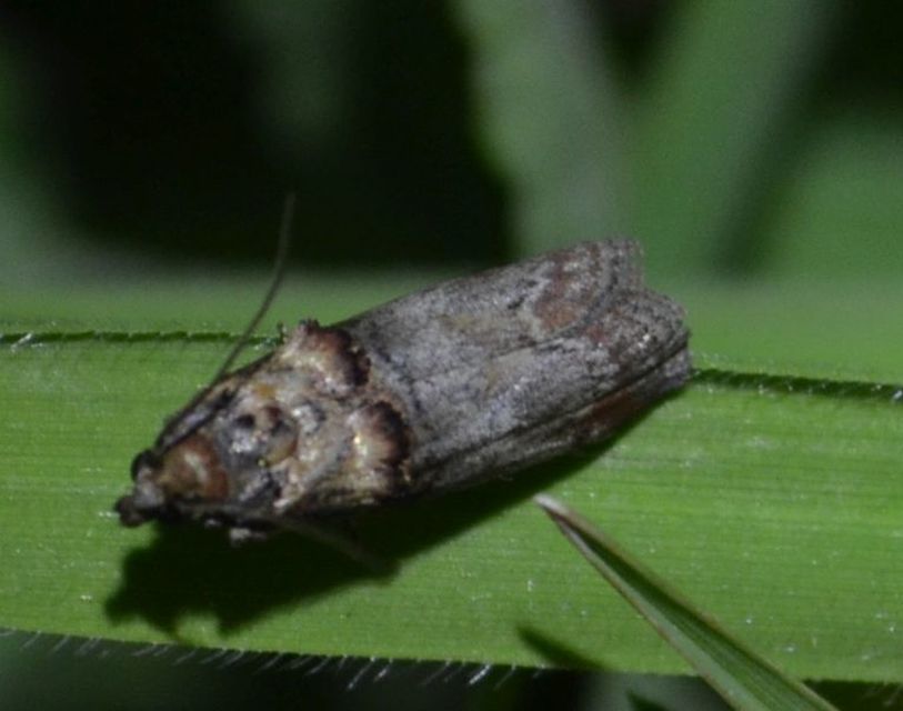 Trachonitis cristella - bokorrágó karcsúmoly
