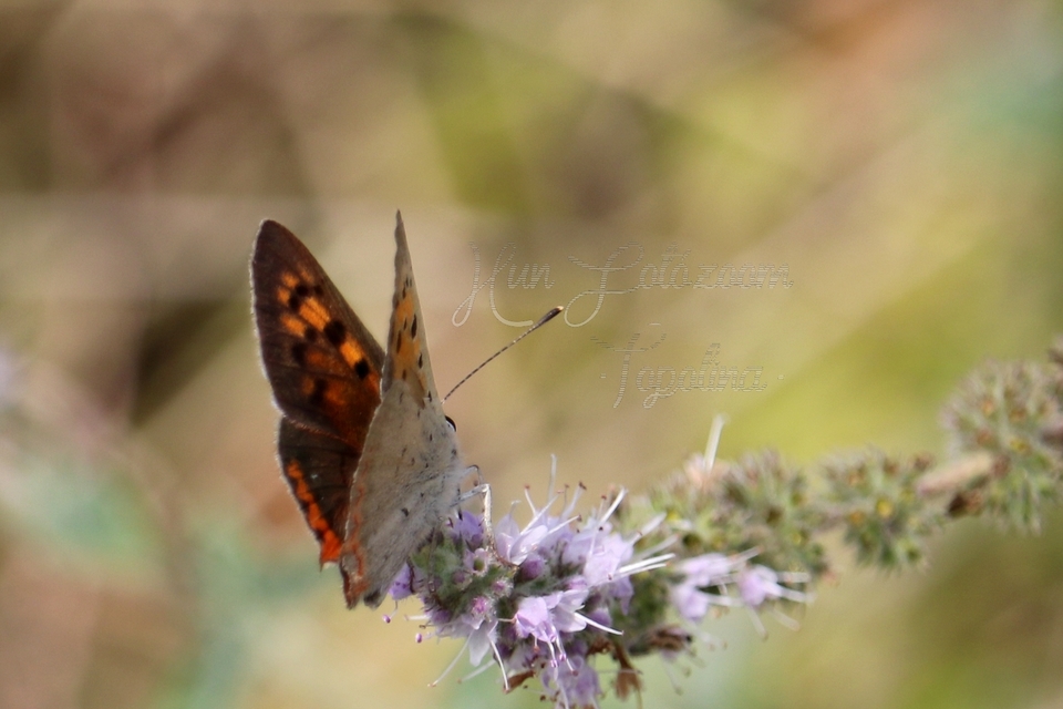 Lycaena phlaeas - közönséges tűzlepke