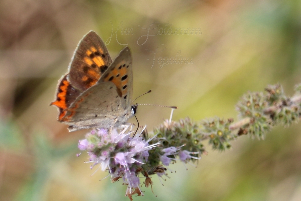 Lycaena phlaeas - közönséges tűzlepke