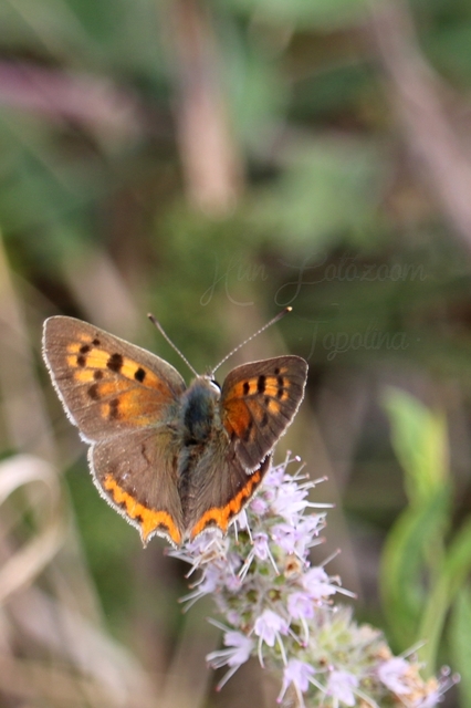 Lycaena phlaeas - közönséges tűzlepke