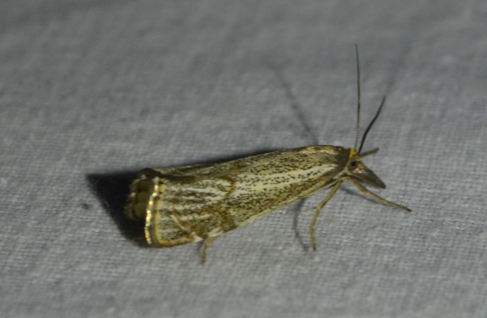 Thisanotia chrysonuchella - tavaszi fűgyökérmoly