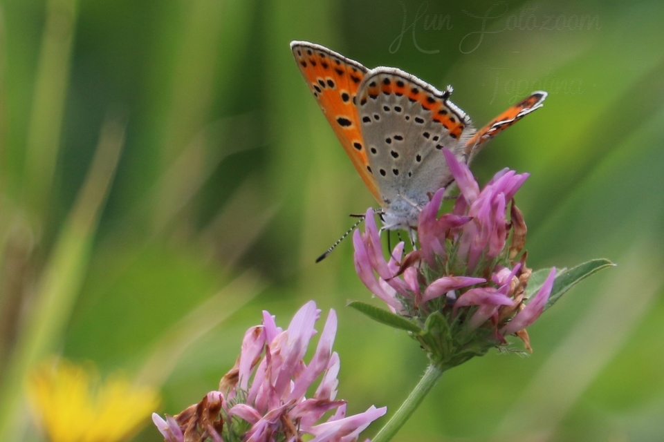 Lycaena thersamon - kis tűzlepke