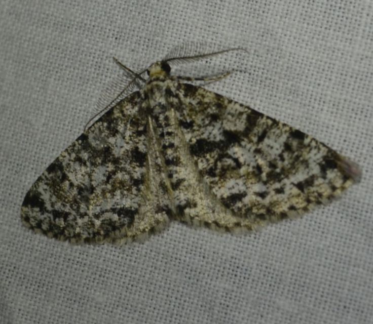 Fagivorina arenaria - bükkfaaraszoló