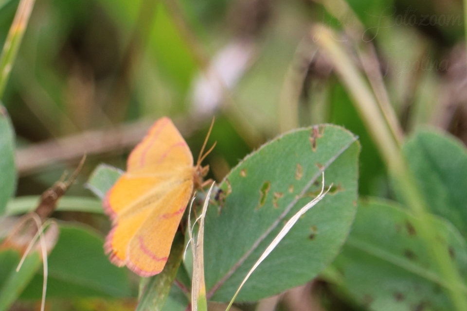 Lythria purpuraria - bíborsávos araszoló