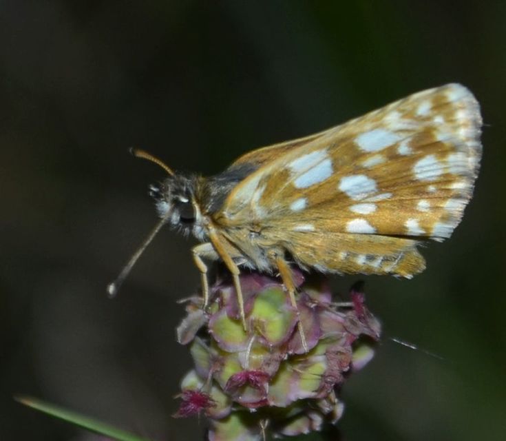 Spialia orbifer - törpe busalepke