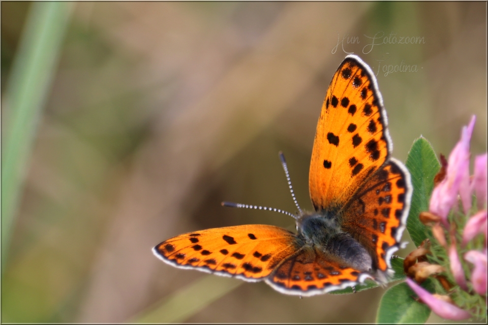 Lycaena thersamon - kis tűzlepke