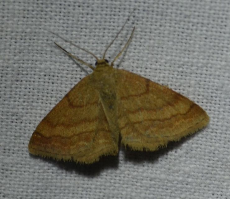 Scopula rubiginata - réti pirosaraszoló